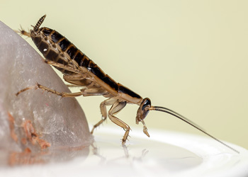 Pest Protection Plus :: Commercial Cockroach Control
